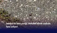 İstanbul'da kene paniği: Mahalleli elinde cımbızla kene avlıyor!