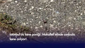 İstanbul'da kene paniği: Mahalleli elinde cımbızla kene avlıyor!