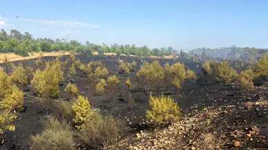 Antalya'da orman yangını