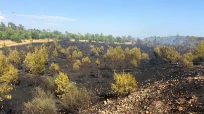 Antalya'da orman yangını