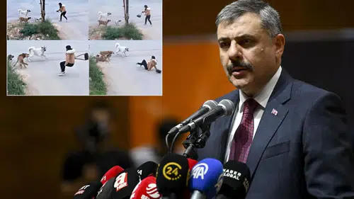 Bakan Çiftçi’den Cesur Açıklama: Yıl Sonuna Kadar Sokak Köpeklerinin Barınaklara Yerleştirilmesi Hedefleniyor