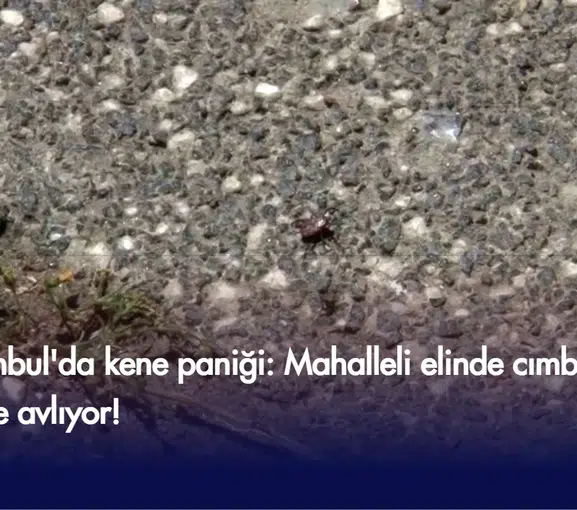 İstanbul'da kene paniği: Mahalleli elinde cımbızla kene avlıyor!
